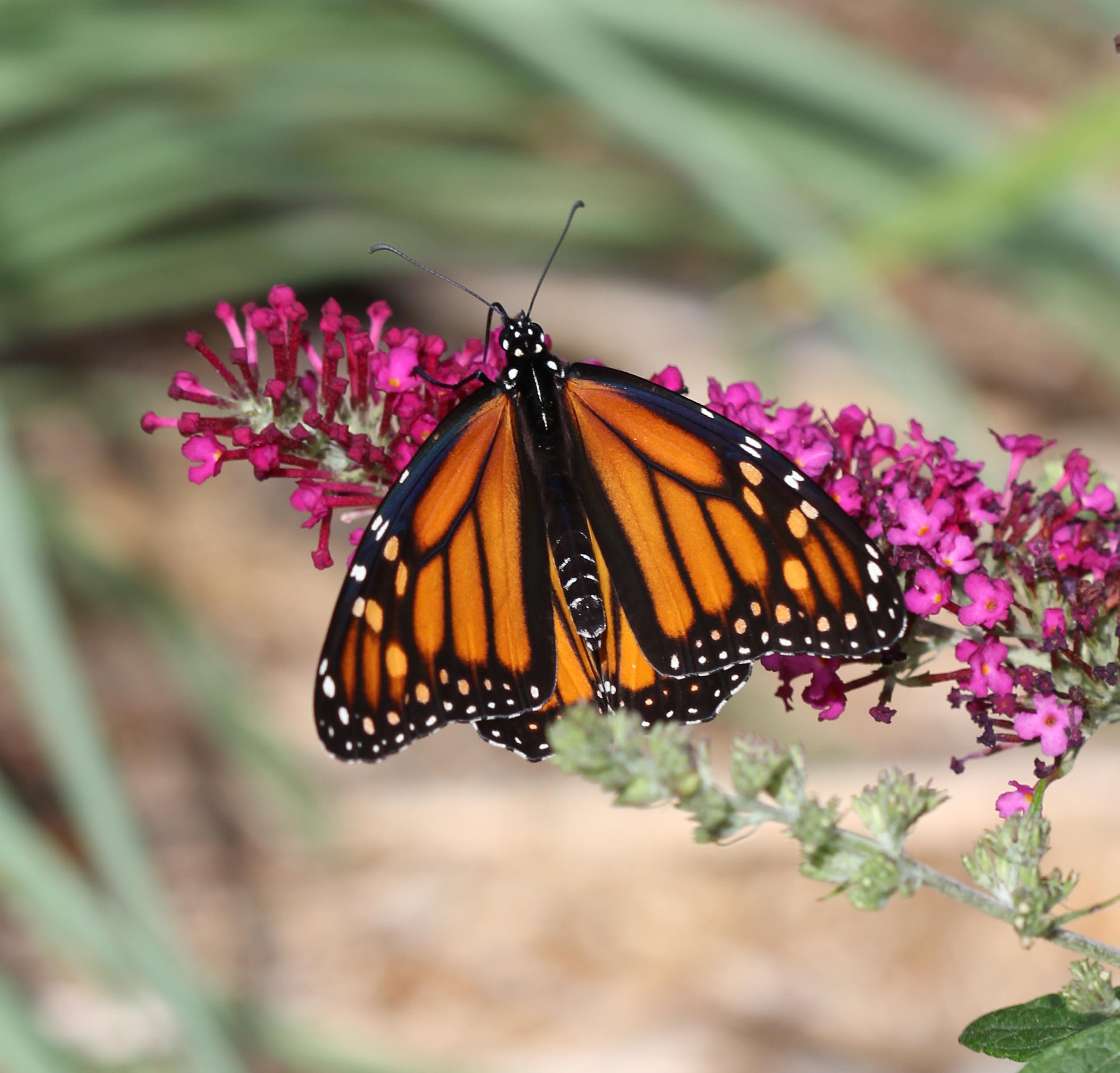 Monarch Butterfly